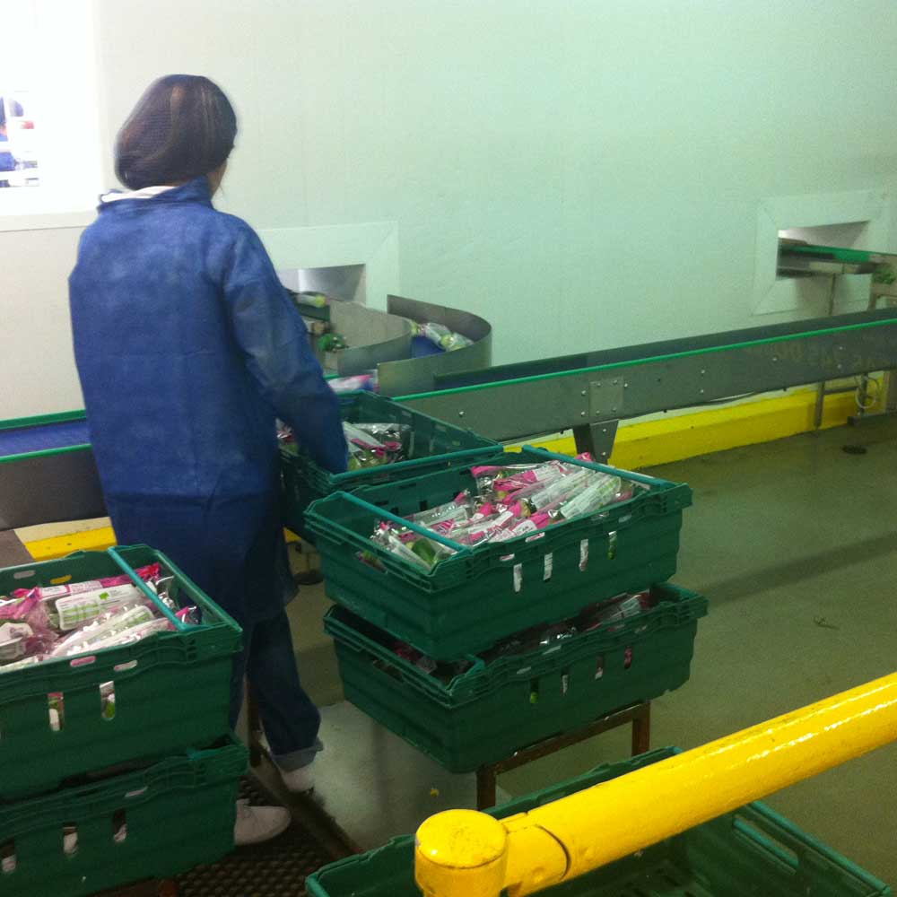 food-packing-conveyor