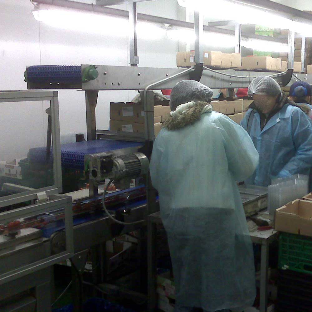 tiered-food-packing-conveyor